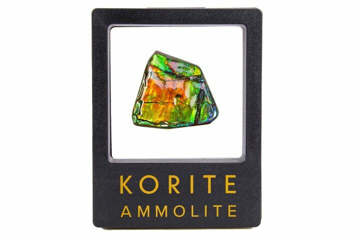 Iridescent Ammolite (Fossil Ammonite Shell) - Rainbow Colored #301648